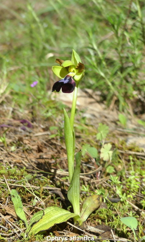 Andalusia: le orchidee e Grandi Pietre  marzo-aprile 2023.